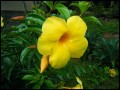 Terciopelo amarillo