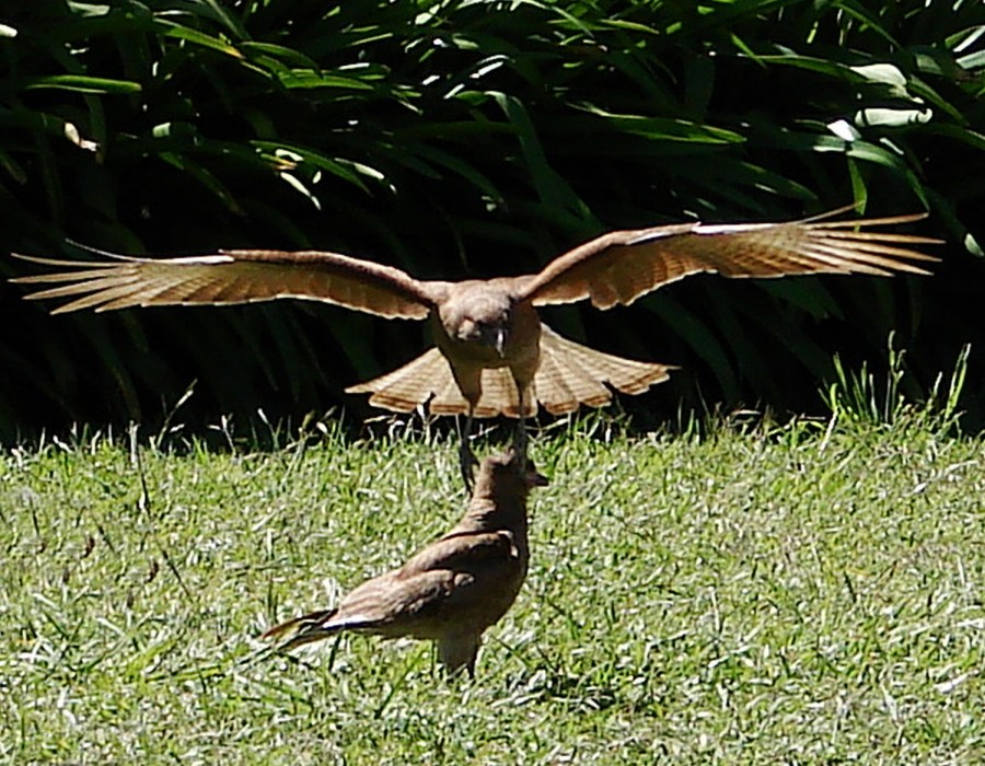 FotoRevista / Convocatoria Mensual / Aves