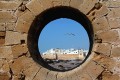 Gaviotas en Essaouira