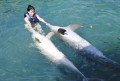 Jugando con Delfines en el agua