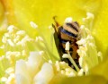 Zambullida en polen