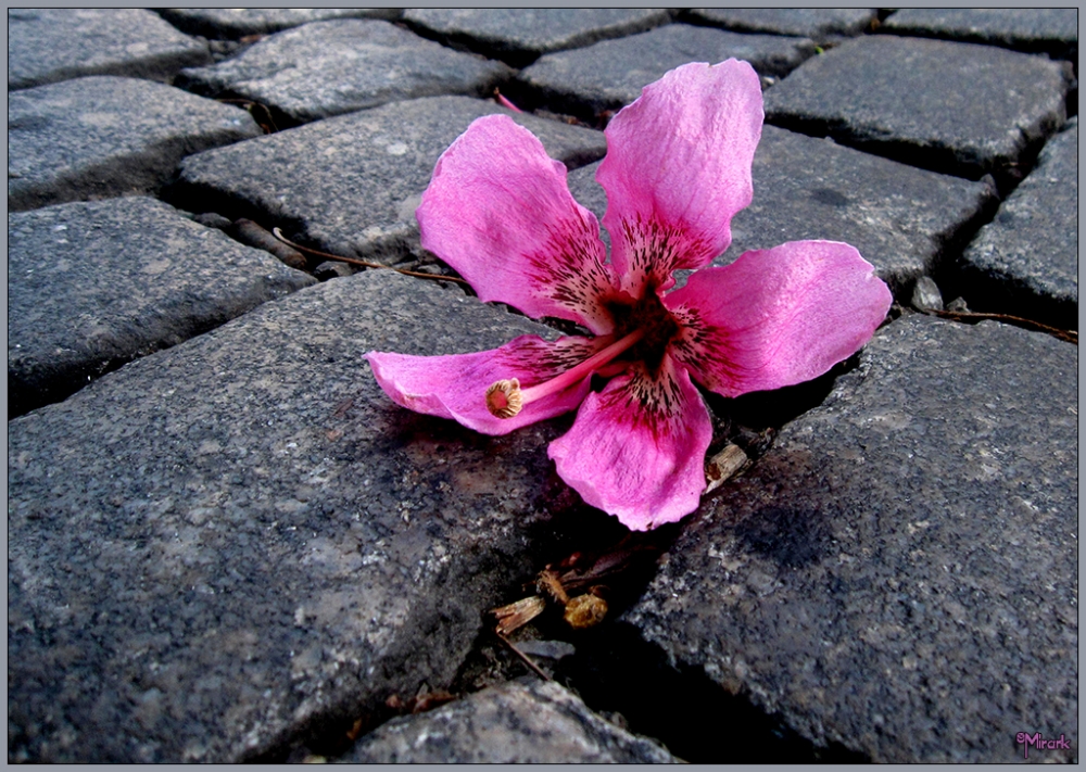 FotoRevista / Convocatoria / Adoquin en flor de Mirta Steinberg