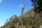 Flora de La Huaycha - Huancayo - Per