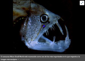 La polmica rodea a la fotografa del pez vbora de Alfonso Roura