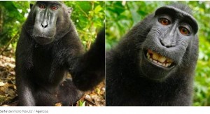 Continúa la batalla legal por los derechos del selfie del mono más famoso de Internet