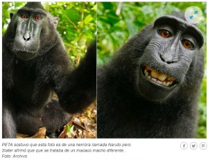 La larga batalla legal por la selfie del mono llega a su fin