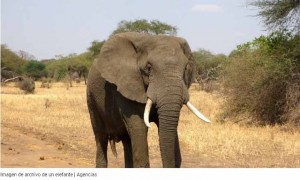 Mueren dos turistas aplastados por un elefante al que intentaban fotografiar en un parque nacional de Zambia