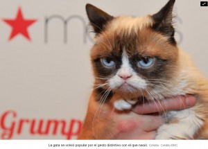 La historia de `Grumpy Cat`: la gata del meme que se volvió marca y ganó una demanda histórica
