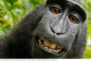 Batalla legal por una famosa selfie: el mono que la sacó no podrá cobrar los derechos