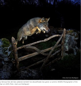 Osos disecados, lobos amaestrados, animales pegados con Photoshop… Nuevo escándalo en un concurso de fotografía de natur