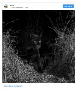 El enfado de los kenianos por la historia de las fotos de un leopardo negro