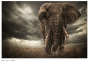 Descalificado el ganador de un concurso de foto de naturaleza por retocar demasiado las orejas de un elefante