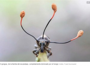La espectacular imagen de un `hongo zombi` que toma el control absoluto de un escarabajo en Perú