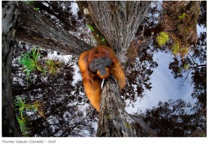Horas subido a un árbol esperando un orangután: así es la foto ganadora de los World Nature Photography Awards