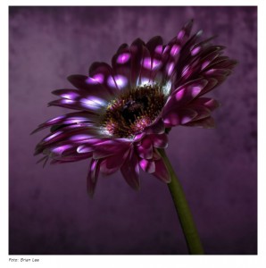 International Garden Photographer of the Year 2021: las mejores fotografías de flores, plantas y jardines