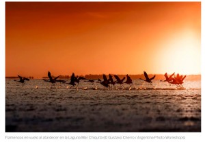 Los 5 mejores lugares de Argentina para fotografiar la vida silvestre