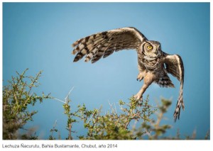 Rubn Digilio y una obsesin: fotografiar la vida silvestre