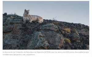 Por qu fotografiar pumas en el noroeste de Santa Cruz puede ayudar a la preservacin de la especie