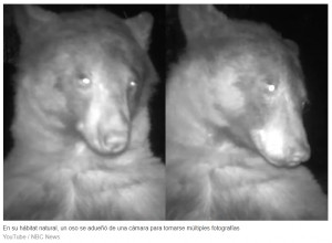 Un oso posó para tomarse selfies con una cámara de seguridad y cautivó a todos