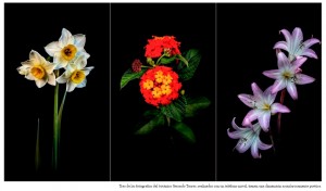 Anatoma vegetal sobre fondo negro: trucos para hacer las mejores fotos de flores con el mvil