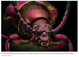 Las extraordinarias imgenes de animales en una competicin de fotografa microscpica
