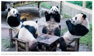 Reservacin para cuatro: la fotografa del grupo de pandas comiendo sobre una mesa que cautiv a los internautas