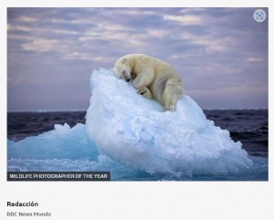 `Cama de hielo`: la conmovedora foto de un oso durmiendo que ganó el concurso de fotografía del Museo de Historia Natura