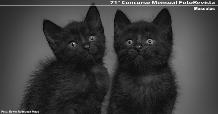 71° Concurso Mensual FotoRevista: Mascotas
