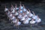 La Danza de los Cisnes