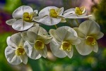 Orquidea en blanco