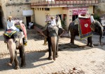 Los elefantes de Jaipur