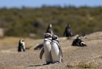pareja de pinguinos