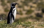 pinguino en Punta Tombo