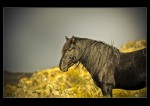 Serie`Los caballos salvajes de Tornquist`