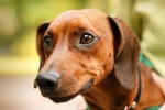 Retrato de perra salchicha (dachshund)