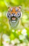 Tigre mirando en jungla