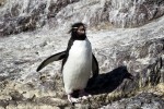 Pinguino penacho amarillo 2