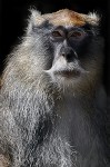 Retrato de Macaco
