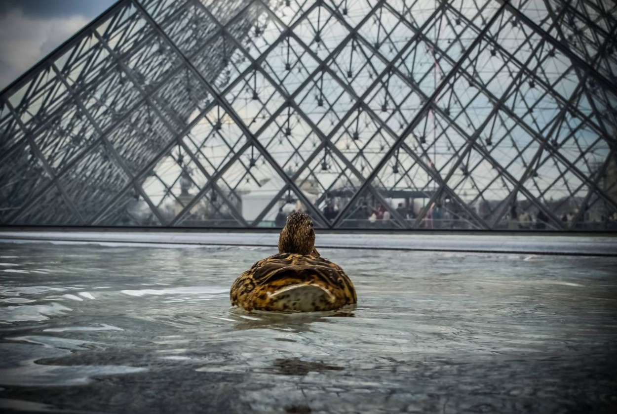 Pato en el Louvre