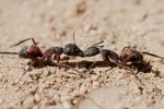 Pelea de hormigas