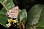 Looking for nectar / Buscando un nctar