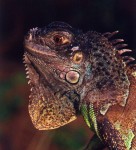 Iguana Macho