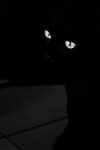 Gato negro