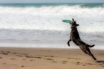 Friduchis, con su frisbee en la playa