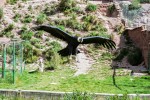 Peru- reserva de condores