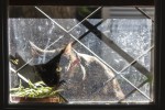 Fauna y vidrio sucio