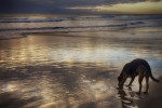 el perro y la playa
