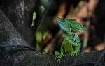 Basilisco verde. Costa Rica