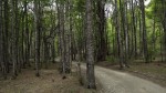 Camino en el bosque