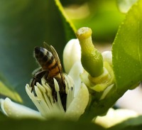 Intercambio de vida entre abeja y azahar